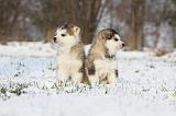 ALASKAN MALAMUTE 242